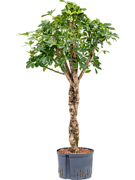 Easy-Care Umbrella Tree Schefflera arboricola 'Compacta' Tall Indoor House Plants Trees