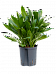 Vibrant Ti Plant Cordyline 'Glauca' Ti Plant Indoor House Plants