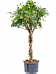 Easy-Care Umbrella Tree Schefflera arboricola 'Compacta' Tall Indoor House Plants Trees