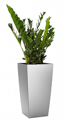 Zamioculcas Zamiifolia in LECHUZA CUBICO Self-watering Planter, Total Height 125 cm