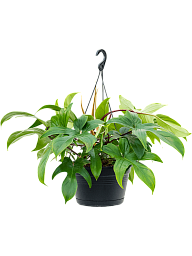 Lush Heart-Leaf Philodendron 'Florida Green' Indoor House Plants