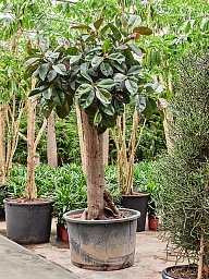 Lush Rubber Plant Ficus elastica 'Robusta' Indoor House Plants
