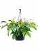Lush Heart-Leaf Philodendron 'Florida Green' Indoor House Plants