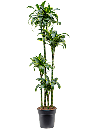Insta-friendly Corn Plant Dracaena fragrans 'Dorado' Tall Indoor House Plants Trees