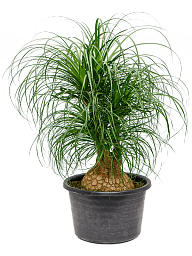 Tropical Ponytail Palm Beaucarnea recurvata Tall Indoor House Plants Trees