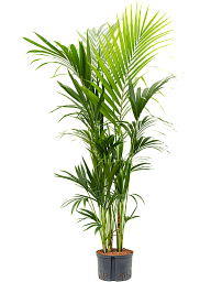 Lush Sentry Palm Kentia (Howea) forsteriana Indoor House Plants