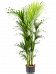 Lush Sentry Palm Kentia (Howea) forsteriana Indoor House Plants