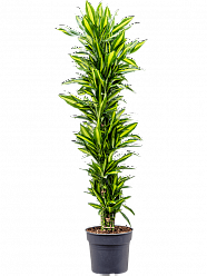 Colorful Corn Plant Dracaena fragrans 'Cintho' Tall Indoor House Plants Trees
