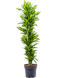 Colorful Corn Plant Dracaena fragrans 'Cintho' Tall Indoor House Plants Trees