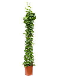 Shade-loving Grape Ivy Cissus rotundifolia Indoor House Plants