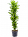 Colorful Corn Plant Dracaena fragrans 'Cintho' Tall Indoor House Plants Trees