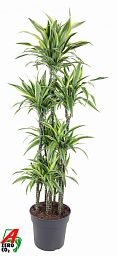Colorful Corn Plant Dracaena fragrans 'Lemon Lime' Tall Indoor House Plants Trees
