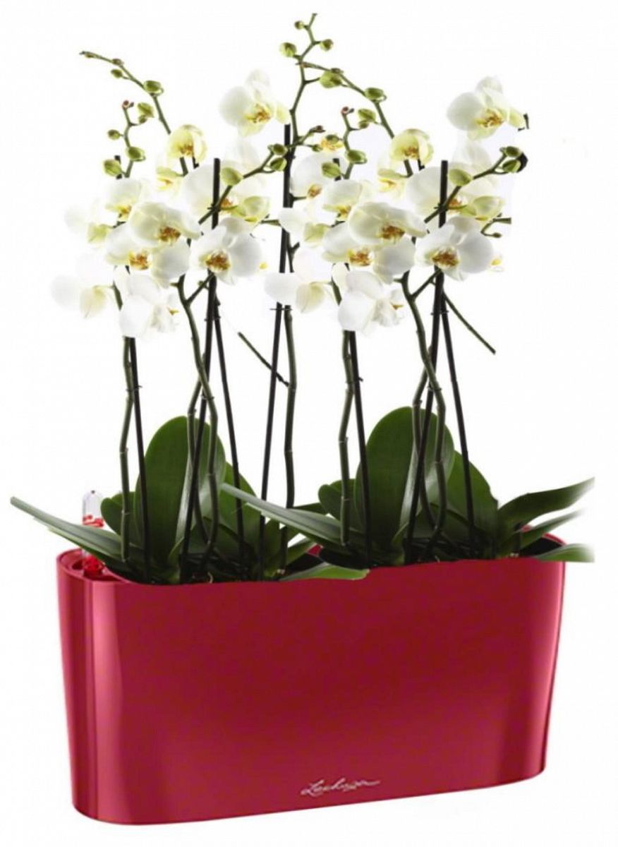 Blooming Phalaenopsis Orchid in LECHUZA DELTA Self-watering Planter, Total Height 60 cm