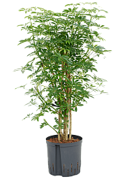 Easy-Care Umbrella Tree Schefflera arboricola 'Luseana' Indoor House Plants