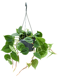 Lush Heart-Leaf Philodendron scandens Indoor House Plants