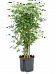 Easy-Care Umbrella Tree Schefflera arboricola 'Luseana' Indoor House Plants