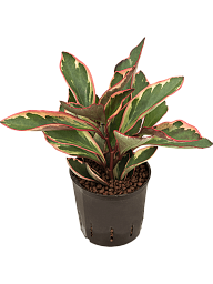 Colorful Baby Rubber Plant Peperomia clusiifolia 'Jellie' Indoor House Plants