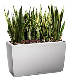 Sansevieria Green Wall in LECHUZA CARARO Self-watering Planter, Total Height 80 cm