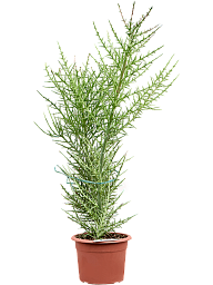 Easy-Care Euphorbia stenoclada Indoor House Plants