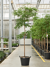 Tropical Black Olive Tree Bucida buceras 'Shady Lady' (800-900)