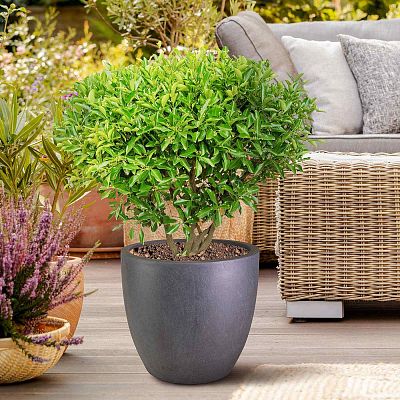 IDEALIST Lite Contemporary Light Concrete Egg Planter