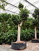 Lush Weeping Fig Ficus microcarpa ‘Nitida’ Tall Indoor House Plants Trees