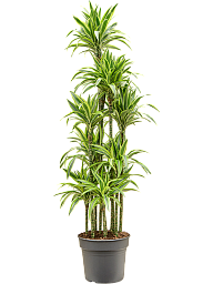 Colorful Corn Plant Dracaena fragrans 'Lemon Lime' Tall Indoor House Plants Trees