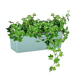 Ivy in LECHUZA BALCONERA Color Self-watering Planter, Total Height 50 cm