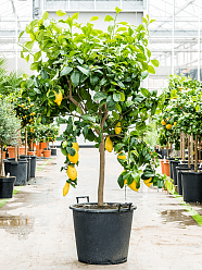 Cheerful Citrus lemon Tall Indoor House Plants Trees