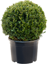 Photogenic English Yew Taxus baccata