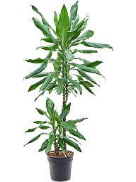 Vibrant Corn Plant Dracaena fragrans 'Burundii' Tall Indoor House Plants Trees