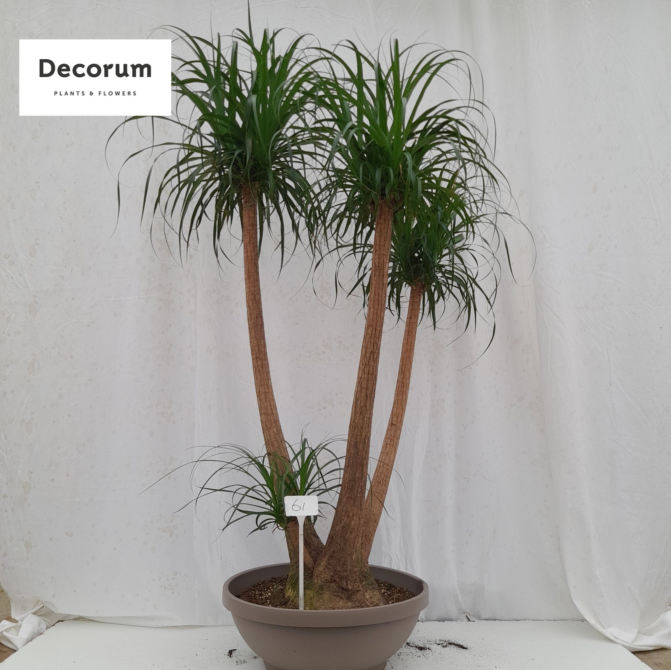 Beaucarnea