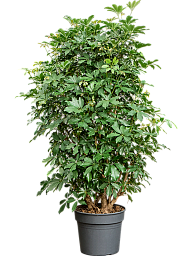 Easy-Care Umbrella Tree Schefflera arboricola 'Compacta' Tall Indoor House Plants Trees