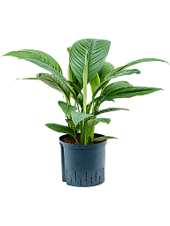Lush Peace Lily Spathiphyllum 'Sensation' Indoor House Plants
