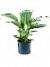 Lush Peace Lily Spathiphyllum 'Sensation' Indoor House Plants