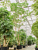 Cheerful Umbrella Tree Schefflera actinophylla 'Amate' Indoor House Plants