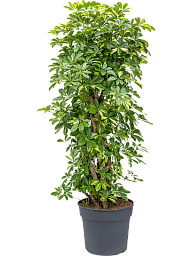 Delicate Umbrella Tree Schefflera arboricola 'Gold Capella' Indoor House Plants