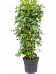 Delicate Umbrella Tree Schefflera arboricola 'Gold Capella' Indoor House Plants
