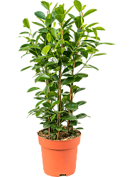 Lush Chinese Banyan Ficus microcarpa 'Moclame' Indoor House Plants