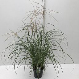 Miscanthus sinensis 'Flamingo'