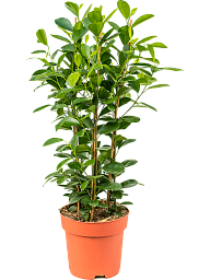 Lush Chinese Banyan Ficus microcarpa 'Moclame' Indoor House Plants