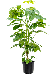 Cheerful Umbrella Tree Schefflera actinophylla 'Amate' Indoor House Plants