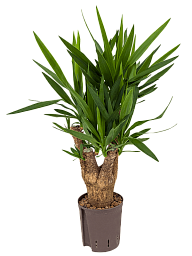 Insta-friendly Spineless Yucca elephantipes Tall Indoor House Plants Trees