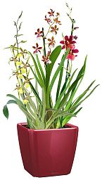 Blooming Orchids in LECHUZA QUADRO LS Self-watering Planter, Total Height 70 cm