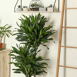 Dracaena Fragrans Compacta in LECHUZA CLASSICO Color Self-watering Planter, Total Height 110 cm