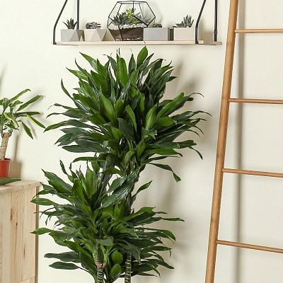 Dracaena Fragrans Compacta in LECHUZA CLASSICO LS Self-watering Planter, Total Height 105 cm
