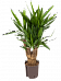 Insta-friendly Spineless Yucca elephantipes Tall Indoor House Plants Trees
