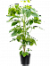 Cheerful Umbrella Tree Schefflera actinophylla 'Amate' Indoor House Plants