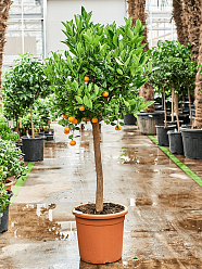 Cheerful Citrus (Citrofortunella) calamondin Tall Indoor House Plants Trees