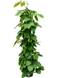 Lush Chestnut Vine Tetrastigma voinierianum Indoor House Plants